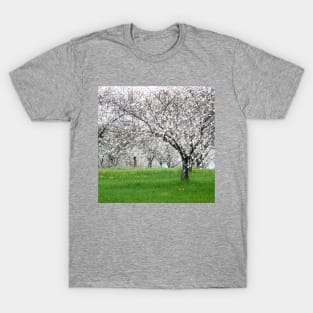 Walking in a Cherry tree orchard in spring T-Shirt